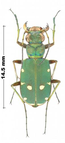 Cicindela campestris pontica